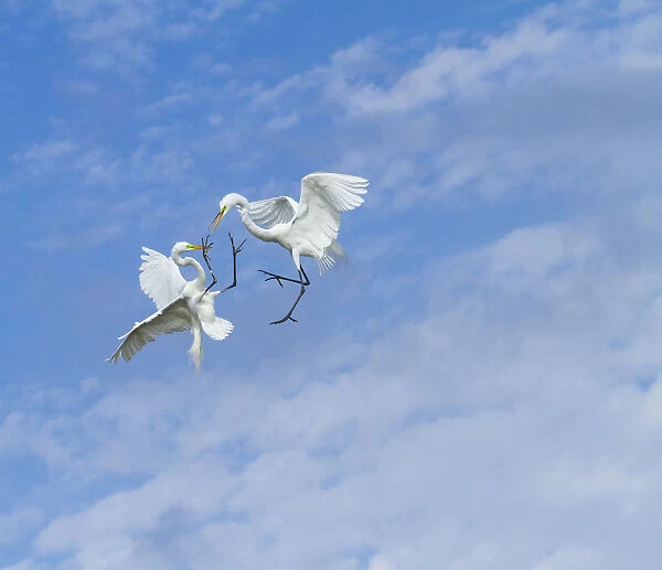 Great Egrets (Ardea alba) territorial fight above nest colony, Everglades National Park