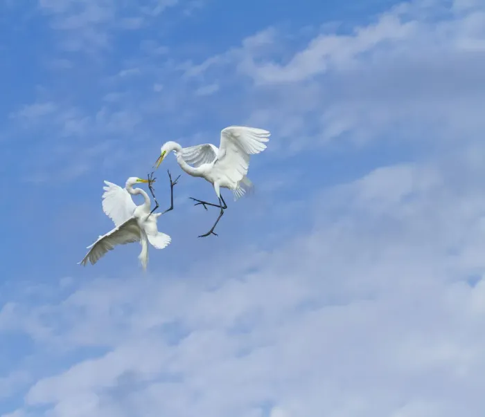 Framed Print : Great Egrets (Ardea alba) territorial fight above nest colony, Everglades National Park Framed Print : Great Egrets (Ardea alba) territorial fight above nest colony, Everglades National Park