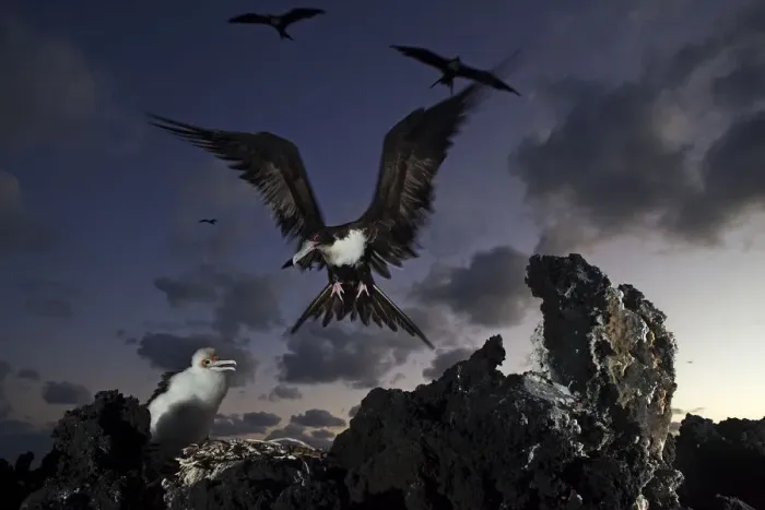 Framed Print : Great Frigatebird (Fregata minor) arriving at nest with chick, San Benedicto Island Framed Print : Great Frigatebird (Fregata minor) arriving at nest with chick, San Benedicto Island