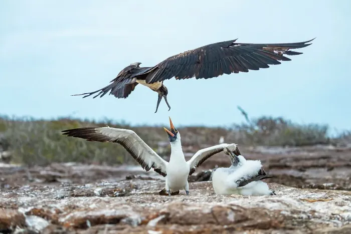 Framed Print : Great frigatebird (Fregata minor) attempting to steal food from Nazca booby (Sula granti) feeding its chick, Genovesa Island, Galapagos Islands, Ecuador Framed Print : Great frigatebird (Fregata minor) attempting to steal food from Nazca booby (Sula granti) feeding its chick, Genovesa Island, Galapagos Islands, Ecuador