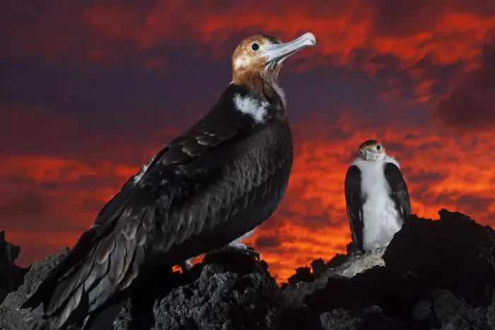 Framed Print : Great Frigatebird (Fregata minor) chick in nest at sunset, San Benedicto Island Framed Print : Great Frigatebird (Fregata minor) chick in nest at sunset, San Benedicto Island