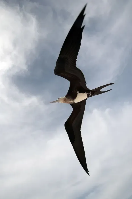 Framed Print : Great Frigatebird (Fregata minor) in flight over Midway Atoll. Midway Framed Print : Great Frigatebird (Fregata minor) in flight over Midway Atoll. Midway
