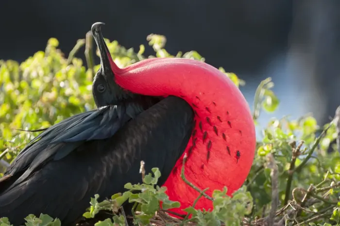 Framed Print : Great frigatebird (Fregata minor) male displaying inflated gular sac, Galapagos, Ecuador Framed Print : Great frigatebird (Fregata minor) male displaying inflated gular sac, Galapagos, Ecuador