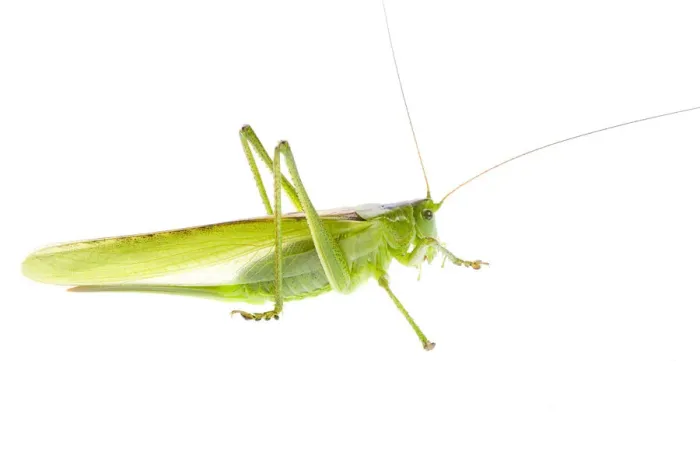 Framed Print : Great green bush cricket (Tettigonia viridissima) female, Fliess, Naturpark Kaunergrat Framed Print : Great green bush cricket (Tettigonia viridissima) female, Fliess, Naturpark Kaunergrat