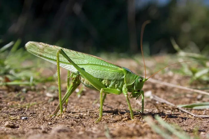 Framed Print : Great green bush-cricket (Tettigonia viridissima) female laying eggs, La Seigneurie Gardens, Sark, Channel Islands. August Framed Print : Great green bush-cricket (Tettigonia viridissima) female laying eggs, La Seigneurie Gardens, Sark, Channel Islands. August