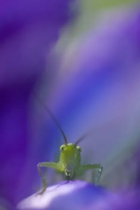 Framed Print : Great green bush cricket (Tettigonia viridissima) on purple flower, Gargano National Park Framed Print : Great green bush cricket (Tettigonia viridissima) on purple flower, Gargano National Park