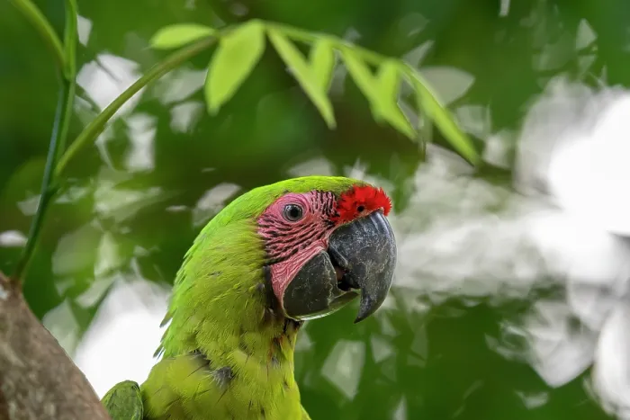 Framed Print : Great green macaw (Ara ambigua) head portrait, Ara Manzanillo, Manzanillo, Costa Rica. Critically endangered Framed Print : Great green macaw (Ara ambigua) head portrait, Ara Manzanillo, Manzanillo, Costa Rica. Critically endangered