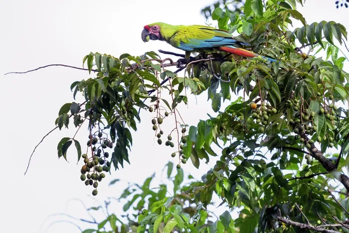 Framed Print : Great green macaw (Ara ambigua) perched in tree feeding on almonds, Ara Manzanillo, Manzanillo, Costa Rica. Critically endangered Framed Print : Great green macaw (Ara ambigua) perched in tree feeding on almonds, Ara Manzanillo, Manzanillo, Costa Rica. Critically endangered