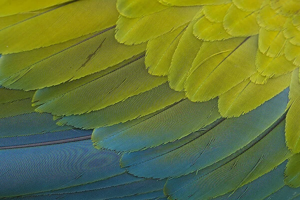 Great Green Macaw (Ara ambiguus) close up of feathers, El Manantial Macaw Sanctuary, Costa Rica