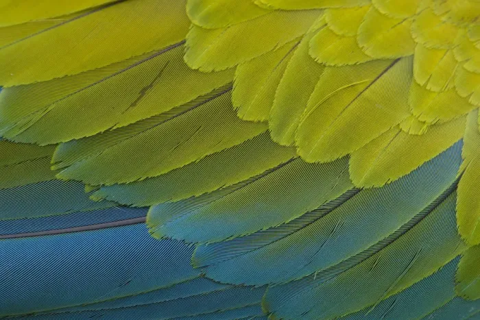 Framed Print : Great Green Macaw (Ara ambiguus) close up of feathers, El Manantial Macaw Sanctuary, Costa Rica Framed Print : Great Green Macaw (Ara ambiguus) close up of feathers, El Manantial Macaw Sanctuary, Costa Rica