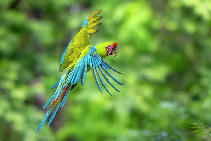 Framed Print : Great green macaw (Ara ambiguus) in flight at Ara Manzanillo, Manzanillo, Costa Rica. Critically endangered