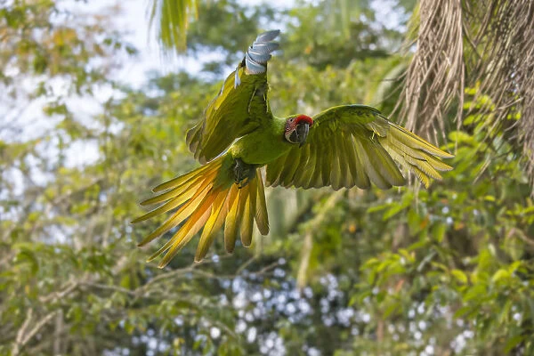 Great green macaw (Ara ambiguus) flying, La Selva Field Station, Costa Rica