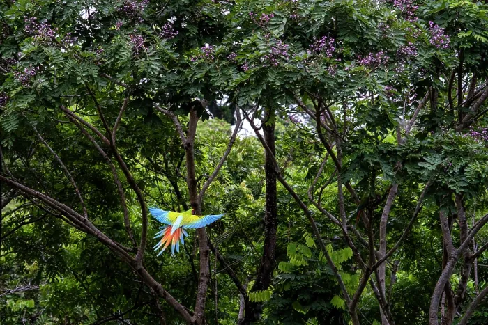 Framed Print : Great green macaw (Ara ambiguus) flying towards Mountain almond trees (Dipteryx panamensis) to feed, Costa Rica Framed Print : Great green macaw (Ara ambiguus) flying towards Mountain almond trees (Dipteryx panamensis) to feed, Costa Rica
