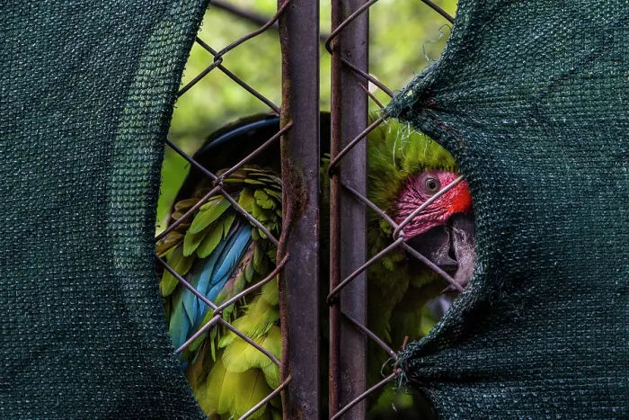 Framed Print : Great green macaw (Ara ambiguus) used for captive breeding, peering out from behind wire fence, Punta Islita, Nicoya Peninsula, Costa Rica. August. Captive. Critically endangered Framed Print : Great green macaw (Ara ambiguus) used for captive breeding, peering out from behind wire fence, Punta Islita, Nicoya Peninsula, Costa Rica. August. Captive. Critically endangered