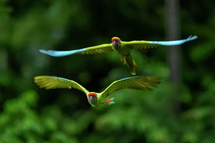 Framed Print : Great green macaws (Ara ambiguus) pair in flight, Ara Manzanillo, Manzanillo, Costa Rica. Critically endangered Framed Print : Great green macaws (Ara ambiguus) pair in flight, Ara Manzanillo, Manzanillo, Costa Rica. Critically endangered