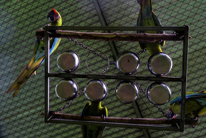 Framed Print : Four Great green macaws (Ara ambiguus) perched on feeder in cage, Punta Islita, Nicoya Peninsula, Costa Rica. Captive. Critically endangered