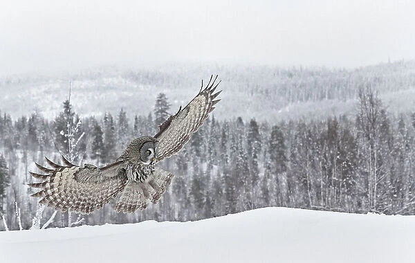 Great grey owl (Srix nebulosa) in flight about to land in snow, winter, Kuhmo, Finland, February