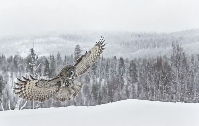 Framed Print : Great grey owl (Srix nebulosa) in flight about to land in snow, winter, Kuhmo, Finland, February Framed Print : Great grey owl (Srix nebulosa) in flight about to land in snow, winter, Kuhmo, Finland, February