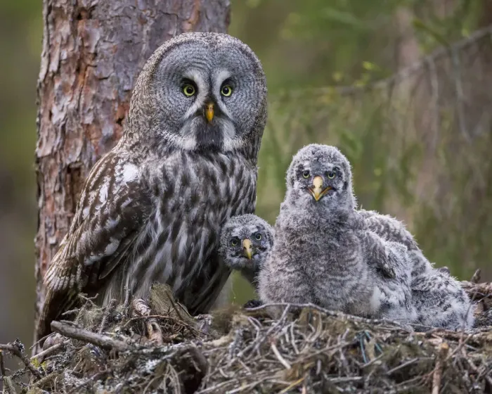 Framed Print : Great Grey Owl (Strix nebulosa) adult and chicks on nest. Nest frame is manmade Framed Print : Great Grey Owl (Strix nebulosa) adult and chicks on nest. Nest frame is manmade