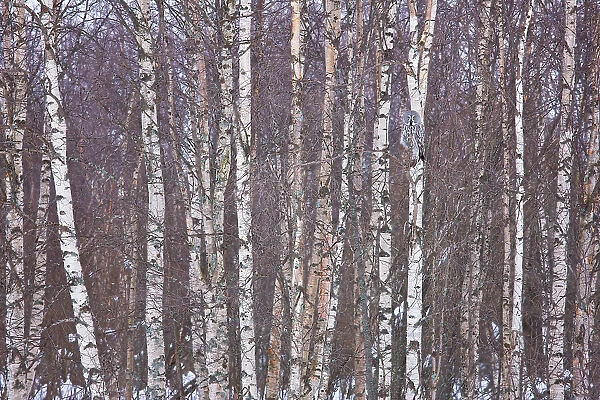 Great grey owl (Strix nebulosa) camouflaged in birch woodland, Finland, March