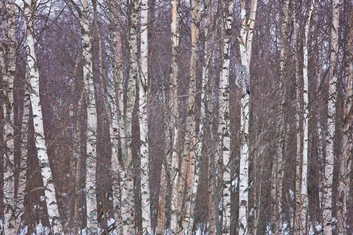 Framed Print : Great grey owl (Strix nebulosa) camouflaged in birch woodland, Finland, March Framed Print : Great grey owl (Strix nebulosa) camouflaged in birch woodland, Finland, March