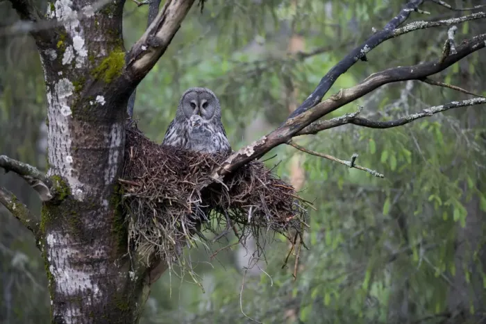 Framed Print : Great grey owl (Strix nebulosa) with chick in nest in boreal forest, Northern Oulu Framed Print : Great grey owl (Strix nebulosa) with chick in nest in boreal forest, Northern Oulu