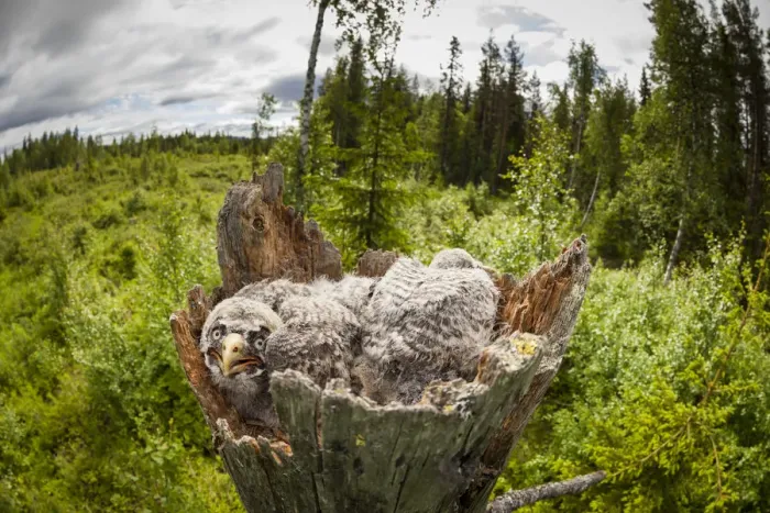 Framed Print : Great Grey Owl (Strix nebulosa) chicks in nest, Sweden Framed Print : Great Grey Owl (Strix nebulosa) chicks in nest, Sweden