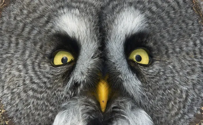 Framed Print : Great grey owl (Strix nebulosa) close up of face, Kuusamo, Finland, March Framed Print : Great grey owl (Strix nebulosa) close up of face, Kuusamo, Finland, March