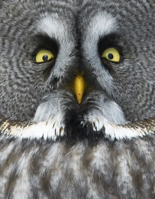 Framed Print : Great grey owl (Strix nebulosa) close up of face, Kuusamo, Finland, March Framed Print : Great grey owl (Strix nebulosa) close up of face, Kuusamo, Finland, March