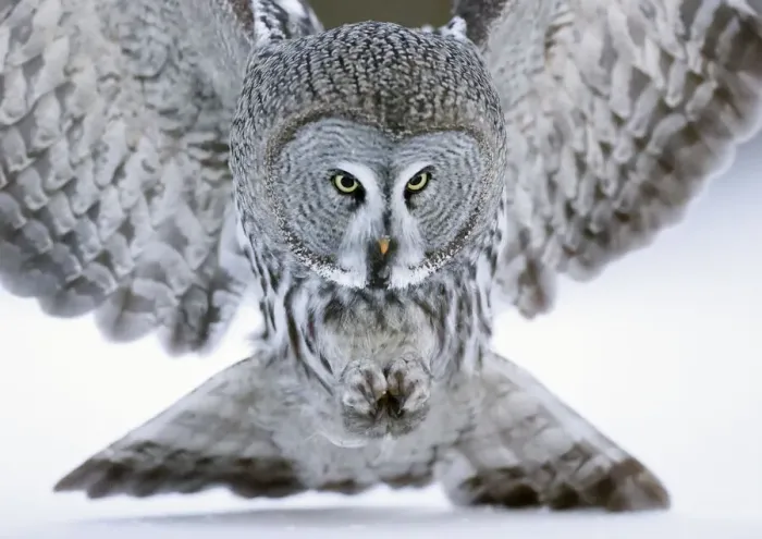 Framed Print : Great grey owl (Strix nebulosa) close up hunting in snow. Kuhmo, Finland. February Framed Print : Great grey owl (Strix nebulosa) close up hunting in snow. Kuhmo, Finland. February