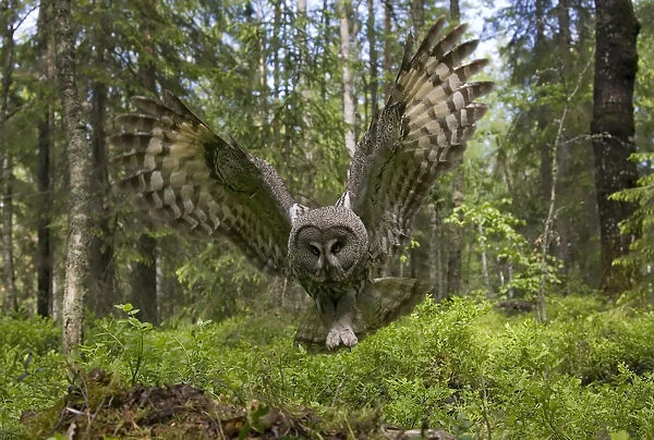 Great grey owl (strix nebulosa) in flight in boreal forest, Northern Oulu, Finland