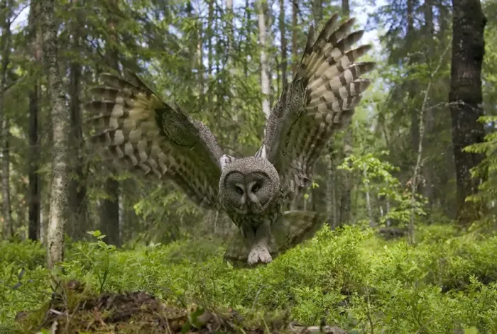 Framed Print : Great grey owl (strix nebulosa) in flight in boreal forest, Northern Oulu, Finland Framed Print : Great grey owl (strix nebulosa) in flight in boreal forest, Northern Oulu, Finland