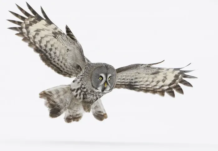 Framed Print : Great Grey Owl (Strix nebulosa) in flight over snow covered ground, Tornio, Finland Framed Print : Great Grey Owl (Strix nebulosa) in flight over snow covered ground, Tornio, Finland