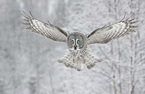 Great grey owl (Strix nebulosa) in flight in woodland during snowfall. Kuusamo. Finland. February