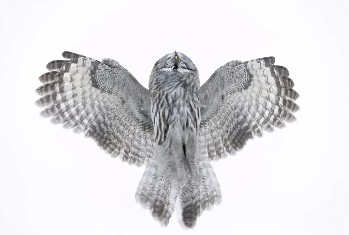 Framed Print : Great Grey Owl (Strix nebulosa) flying directly overhead, Kuhmo Finland February Framed Print : Great Grey Owl (Strix nebulosa) flying directly overhead, Kuhmo Finland February