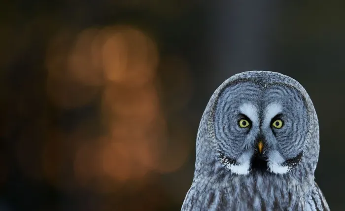 Framed Print : Great grey owl (Strix nebulosa) head portrait, Kuusamo, Finland, March