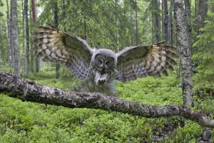 Framed Print : Great grey owl (Strix nebulosa) landing on branch, Oulu, Finland, June 2008 Framed Print : Great grey owl (Strix nebulosa) landing on branch, Oulu, Finland, June 2008