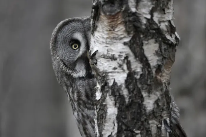 Framed Print : Great grey owl (Strix nebulosa) peering around birch tree, Bergslagen, Sweden, June 2009 Framed Print : Great grey owl (Strix nebulosa) peering around birch tree, Bergslagen, Sweden, June 2009