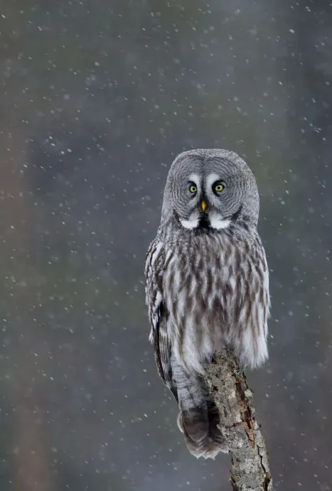 Framed Print : Great Grey owl (Strix nebulosa) perched on a branch in snow, Finland, April Framed Print : Great Grey owl (Strix nebulosa) perched on a branch in snow, Finland, April