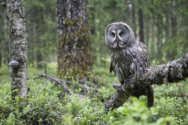 Great Grey owl (Strix nebulosa) perched in forest, Oulu, Finland. June 2008 WWE Mission