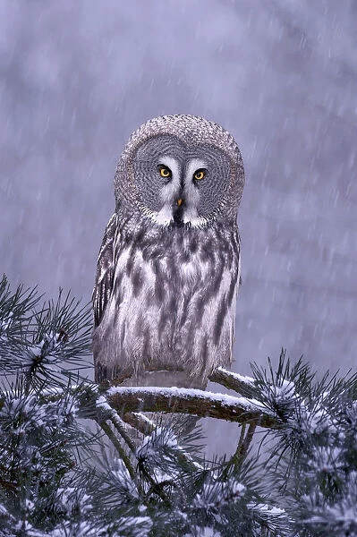 Great grey owl (Strix nebulosa) perched in pine tree in snowfall, captive