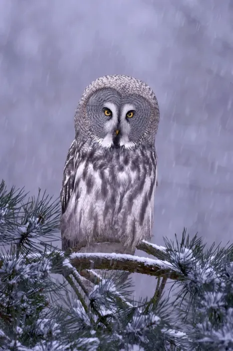 Framed Print : Great grey owl (Strix nebulosa) perched in pine tree in snowfall, captive