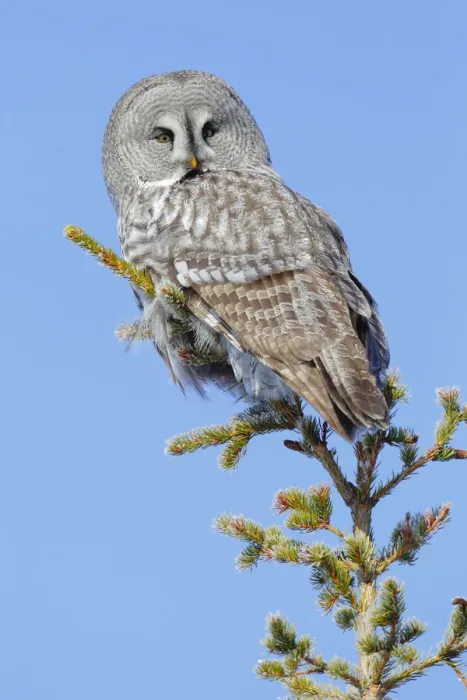 Framed Print : Great grey owl (Strix nebulosa) perched on a tree (Picea abies), Finland, March