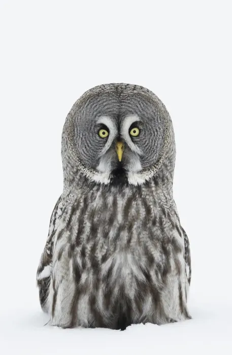 Framed Print : Great Grey owl (Strix nebulosa) portrait sitting in snow, Tornio, Finland, Scandinavia Framed Print : Great Grey owl (Strix nebulosa) portrait sitting in snow, Tornio, Finland, Scandinavia