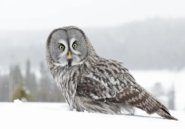Framed Print : Great grey owl (Strix nebulosa) in snow, portrait. Kuhmo, Finland. February Framed Print : Great grey owl (Strix nebulosa) in snow, portrait. Kuhmo, Finland. February