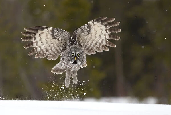 Great Grey owl (Strix nebulosa) taking off from the ground, Finland, April