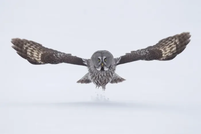 Framed Print : Great Grey owl (Strix nebulosa) taking off from the ground in snow, Finland, April Framed Print : Great Grey owl (Strix nebulosa) taking off from the ground in snow, Finland, April