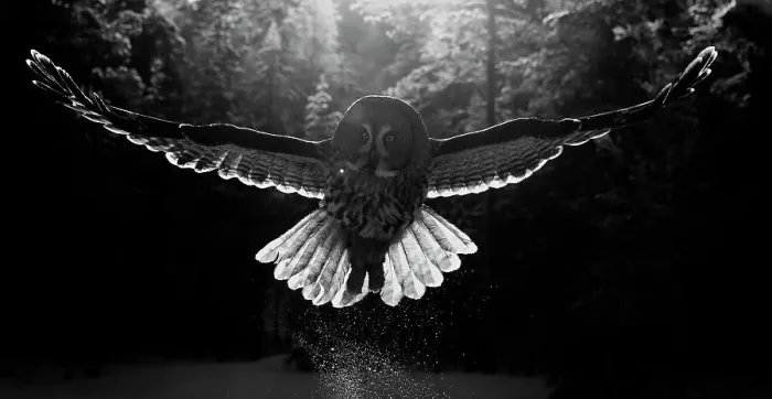 Framed Print : Great grey owl (Strix nebulosa) taking off from snow, Kuhmo, Finland, February Framed Print : Great grey owl (Strix nebulosa) taking off from snow, Kuhmo, Finland, February