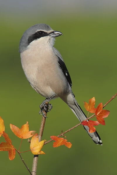 Great grey shrike (Lanius meridionalis) perched on a branch of Montpellier maple