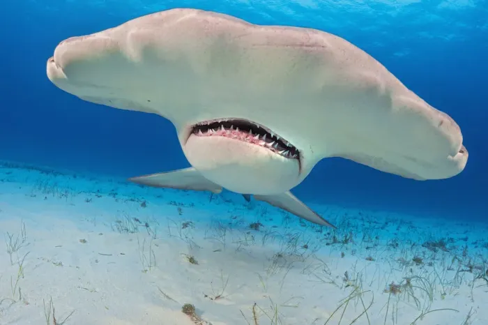 Framed Print : Great hammerhead shark (Sphyrna mokarran) portrait, South Bimini, Bahamas Framed Print : Great hammerhead shark (Sphyrna mokarran) portrait, South Bimini, Bahamas